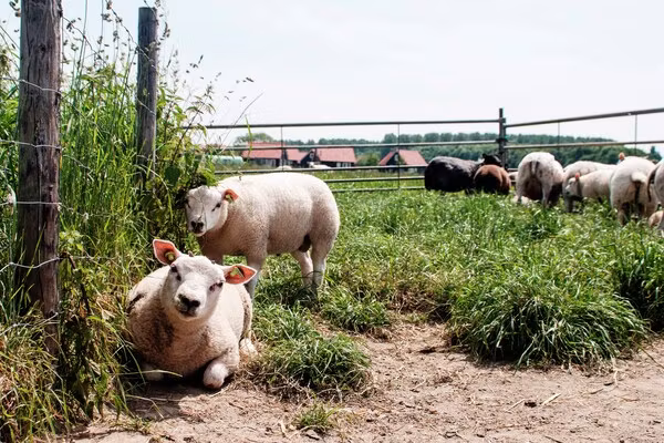 Recreatiepark de Stelhoeve 4 in Wemeldinge - Foto 40 van 40