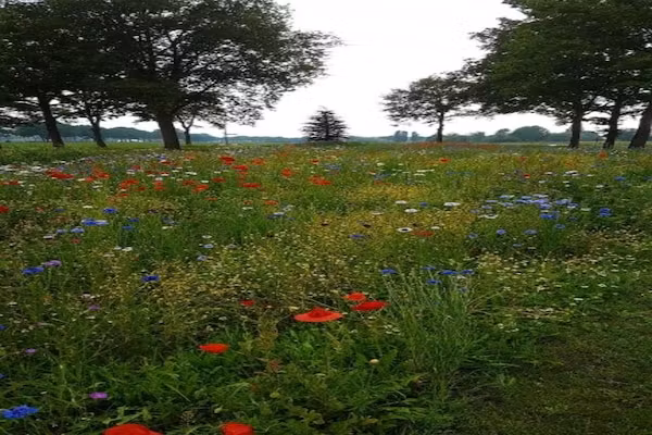 Vakantiepark Sandberghe 2 in Uden - Foto 40 van 40