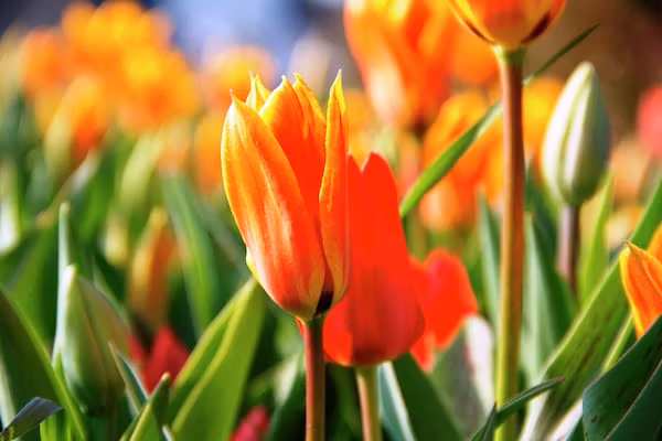 Bungalowpark de Gouden Spar 5 in Noordwijk - Foto 40 van 40