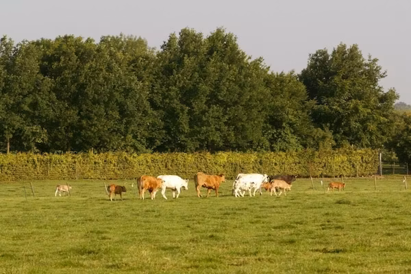 Resort Mooi Bemelen 9 in Bemelen - Foto 40 van 40