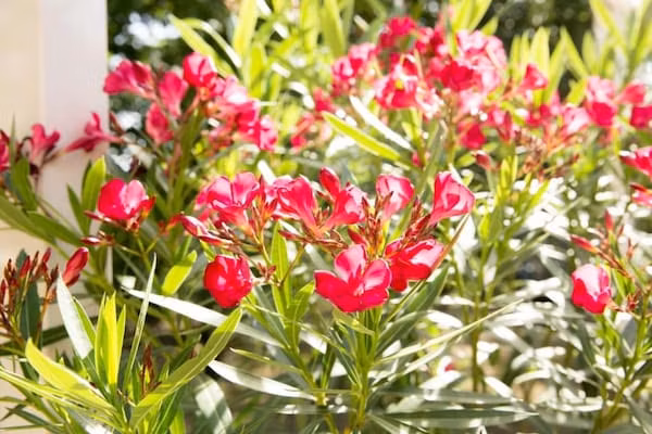 Vakantiepark Weerterbergen 11 in Weert - Foto 40 van 40