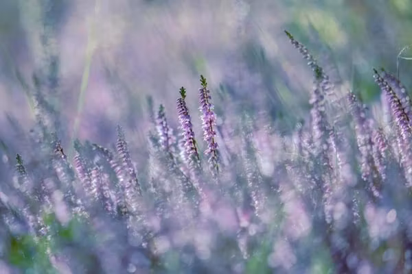 Bospark 't Wolfsven 9 in Mierlo - Foto 39 van 39