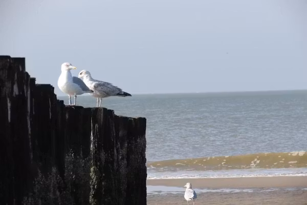 Horizon 3 in Renesse - Foto 40 van 40