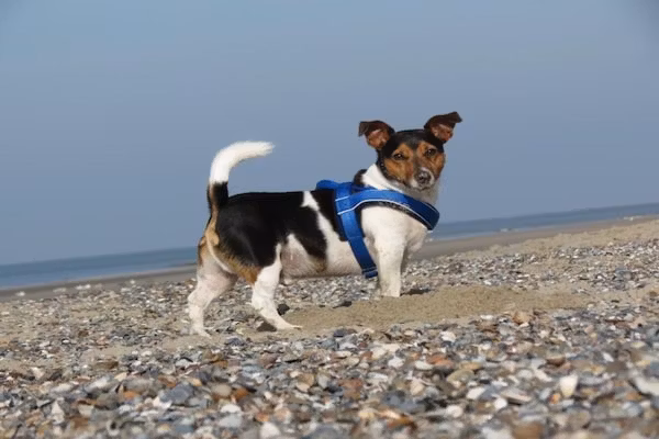 Fort den Haak - Chalet 1 t/m 10 huisdiervrij in Vrouwenpolder - Foto 40 van 40