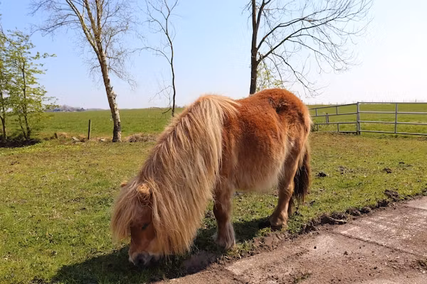 Knus chalet in Friesland met hottub in Suwald - Foto 40 van 40