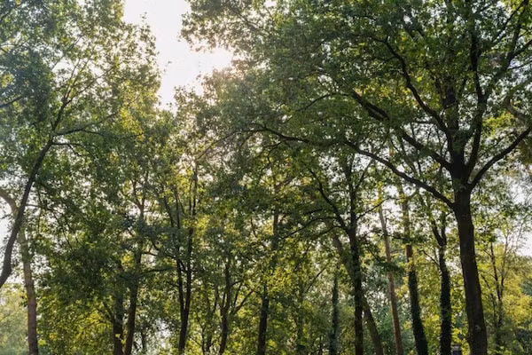 Vakantiepark De Rimboe & De Woeste Hoogte 13 in Hoenderloo - Foto 40 van 40