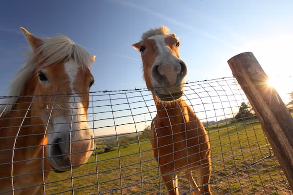 Bungalowpark Schin op Geul 14 in Walem - Foto 22 van 22