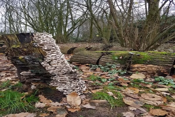 Vakantiepark Klein Vink 21 in Arcen - Foto 40 van 40