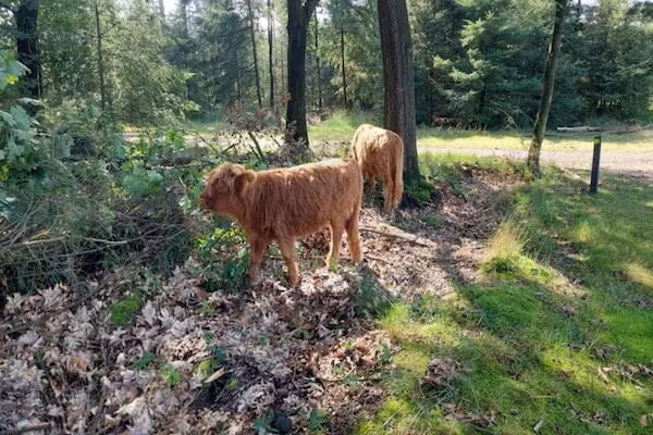 Park De Peel 3 in Vlierden - Foto 30 van 30