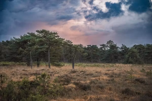 Boshuisje De Koolmees in Appelscha - Foto 44 van 44