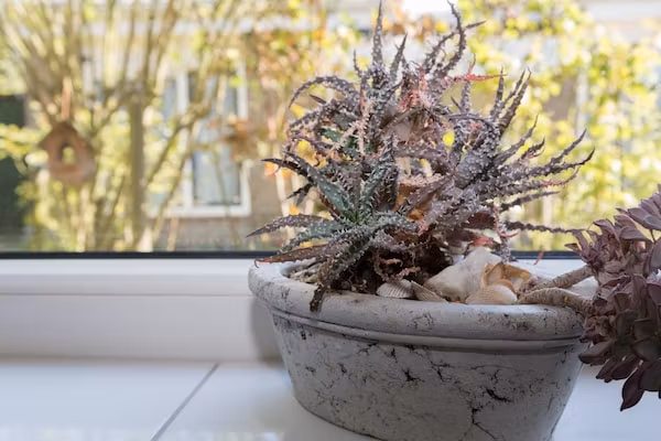 Strandwoning Baarland in Zeeland in Baarland - Foto 40 van 40