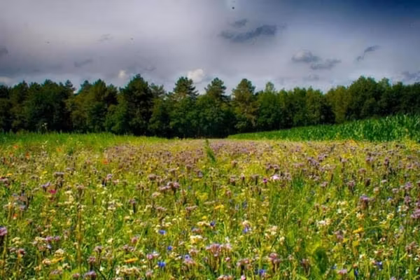 Vakantiepark Schaijk 10 in Schaijk - Foto 40 van 40