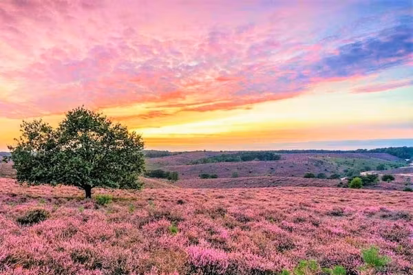 Vakantiepark De Rimboe & De Woeste Hoogte 40 in Hoenderloo - Foto 40 van 40