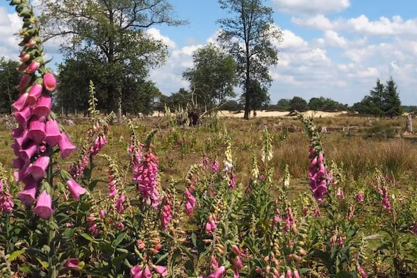 Resort Drentse Weelde 1 in Hoogersmilde - Foto 33 van 33