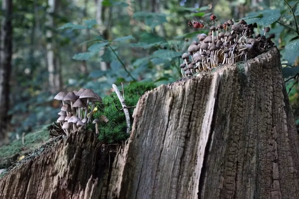 Dwergarend 17-17 in Voorthuizen - Foto 40 van 40