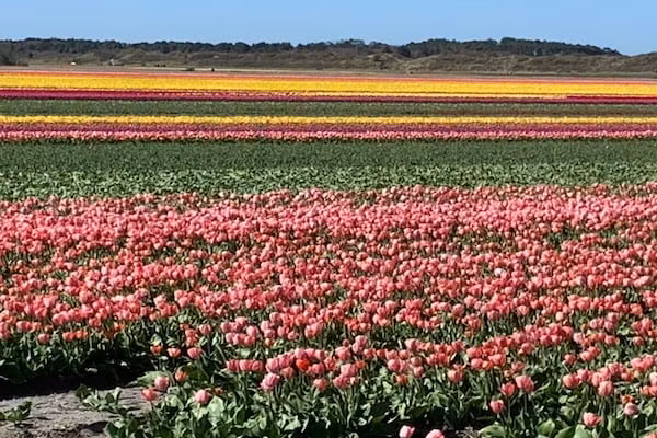 120299 in Sint Maartenzee - Foto 23 van 23