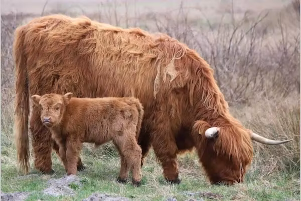 Strandslag 225 in Julianadorp aan Zee - Foto 36 van 36