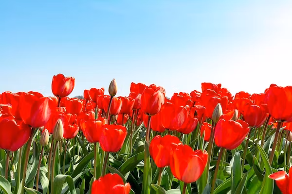 Résidence Juliana 58 in Julianadorp aan Zee - Foto 24 van 24