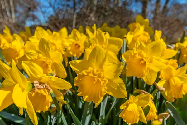 Ooghduyne 187 in Julianadorp aan Zee - Foto 22 van 22