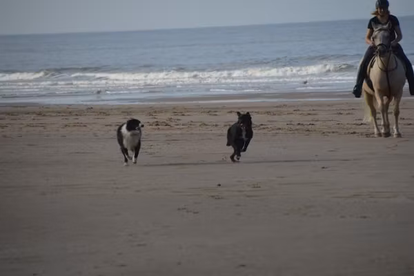 27139 in Egmond aan zee - Foto 11 van 11