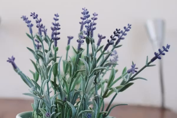 Bargereed 90 in Tzummarum - Foto 40 van 40