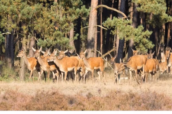 Bospark de Schaapskooi 5 in Wissel/Epe - Foto 39 van 39