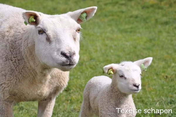 Residentie Californië 3 in De Koog Texel - Foto 40 van 40