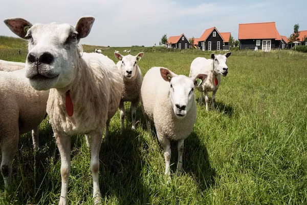Recreatiepark de Stelhoeve 1 in Wemeldinge - Foto 40 van 40