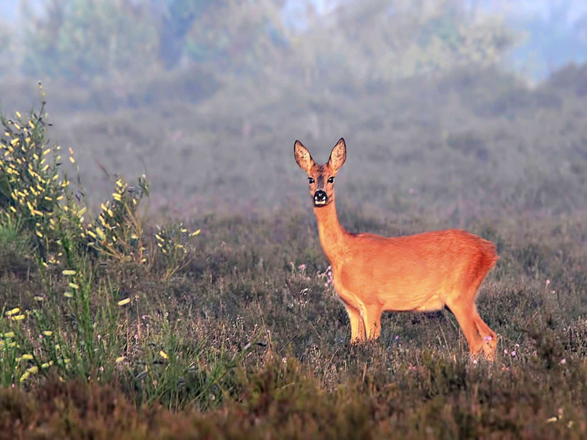 De omgeving van Buitenplaats Berg en Bos nummer 4 in Lemele