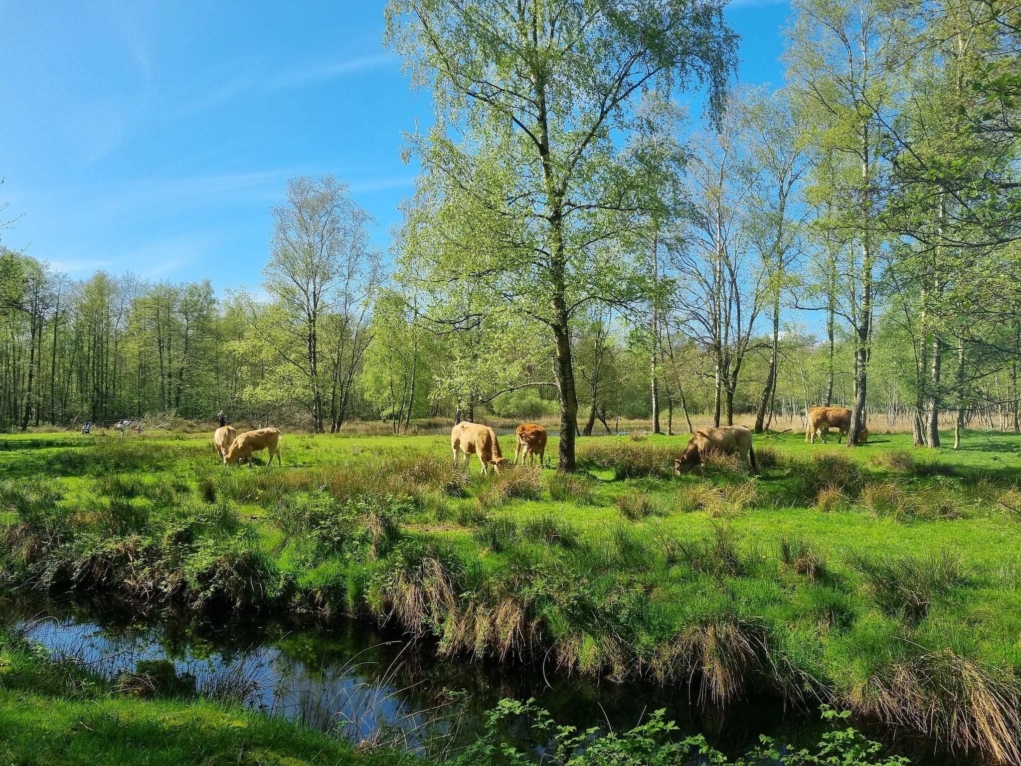 De omgeving van Watervilla Santjin in Balk