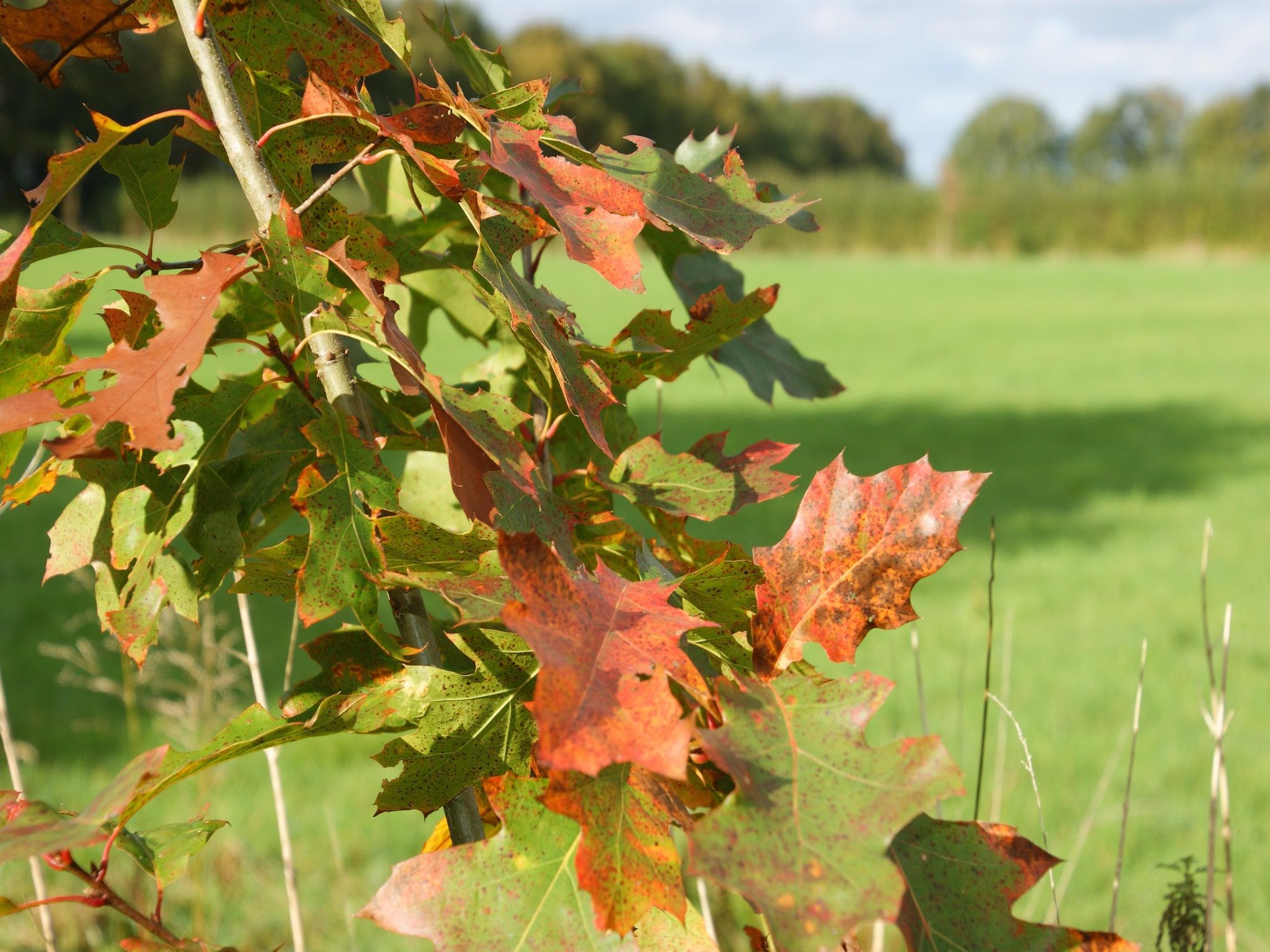 Wellnesslodge Scholekster 4p in Dalerveen - Foto 32 van 34