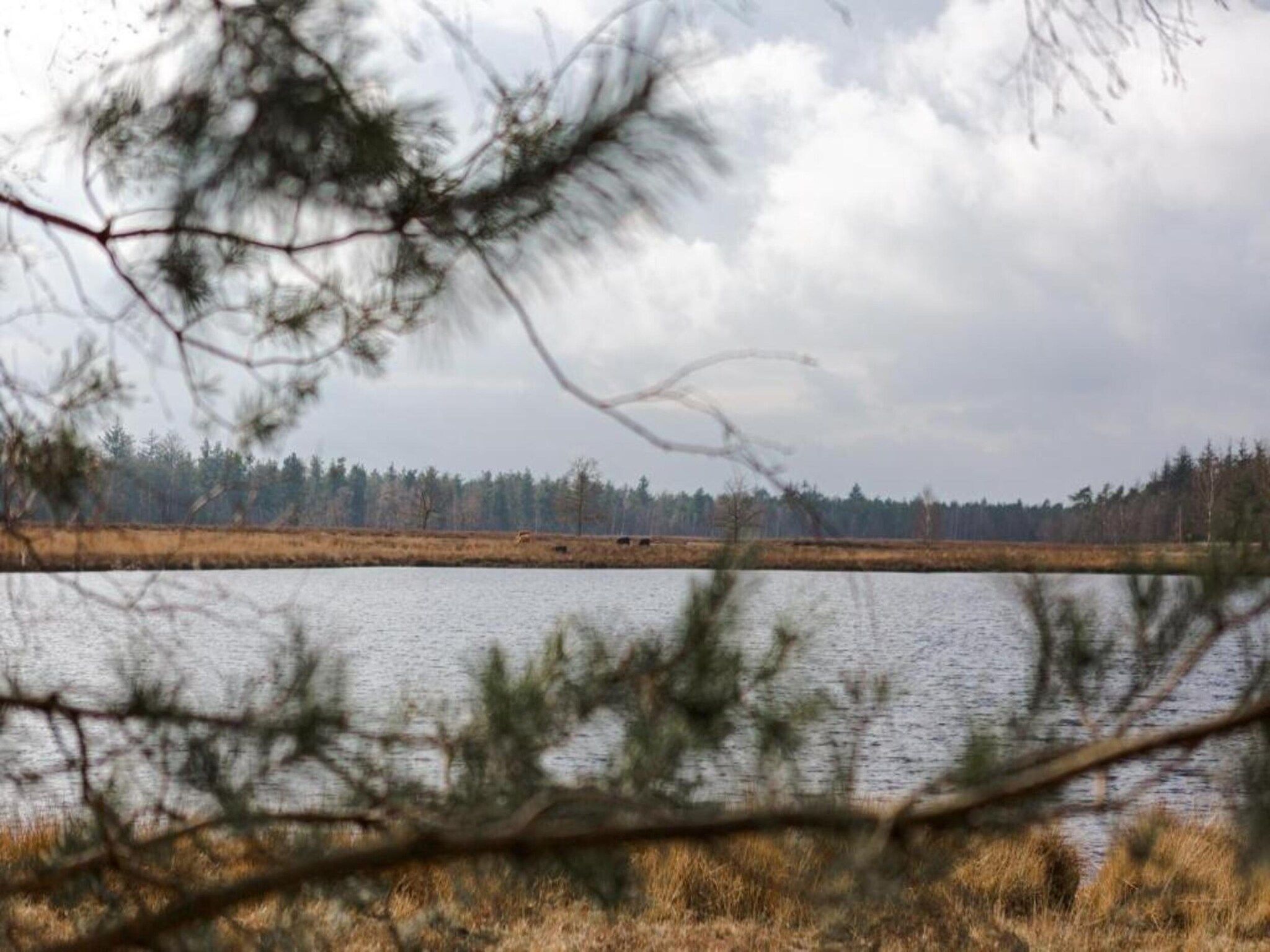 De omgeving van Vakantiepark De Heihorsten 5 in Someren