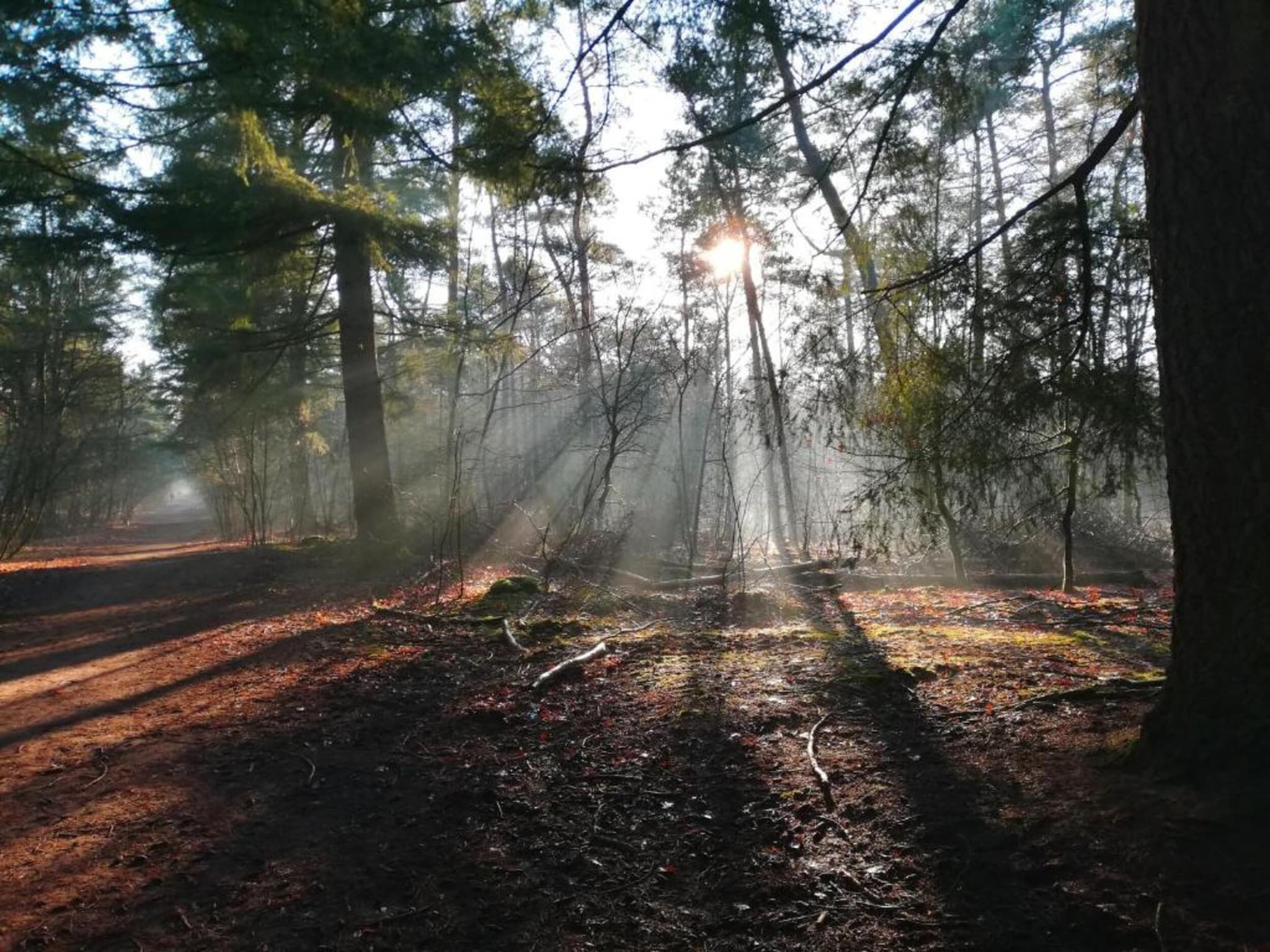 De omgeving van Vakantiepark De Heihorsten 5 in Someren