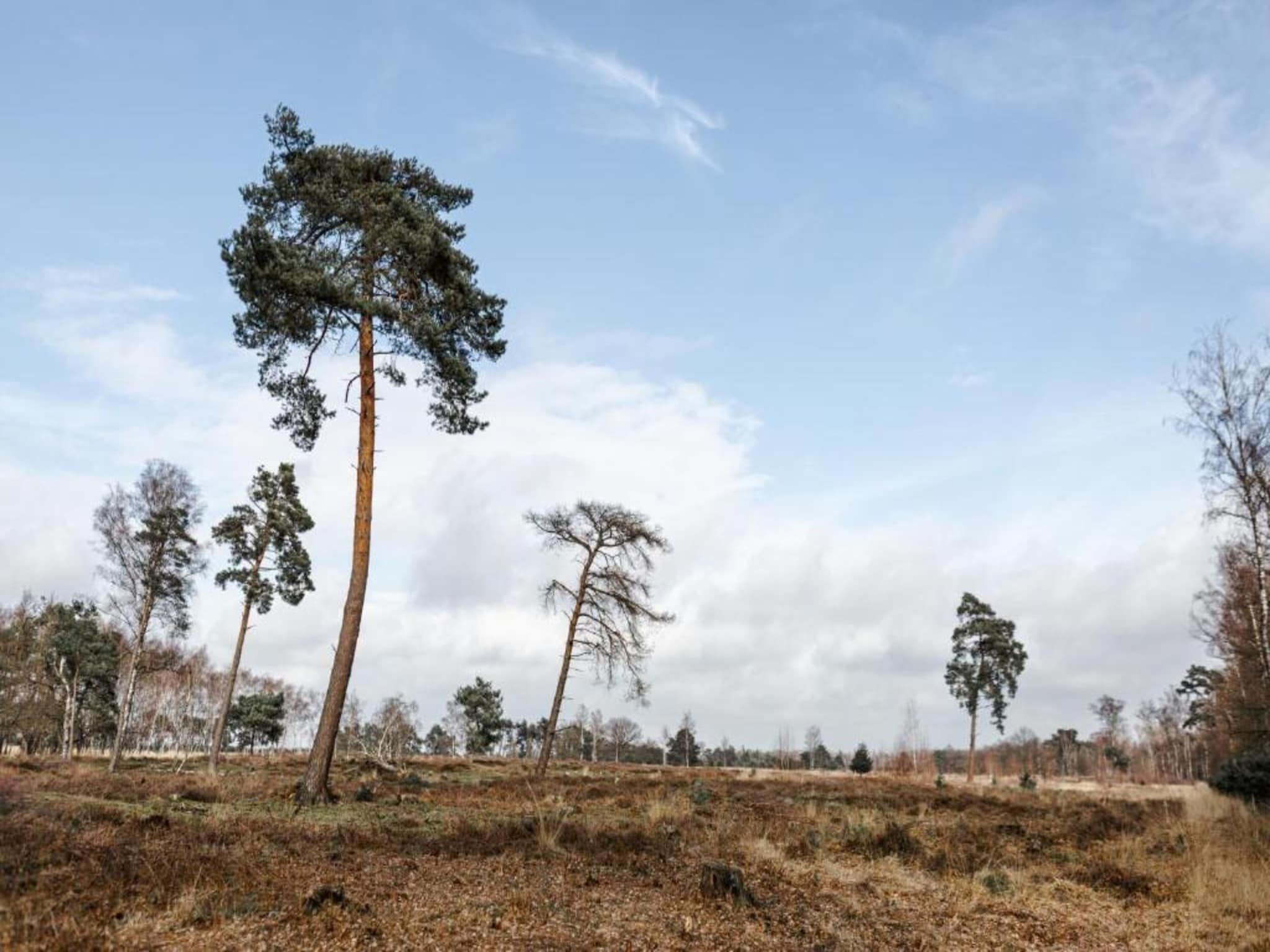 De omgeving van Vakantiepark De Heihorsten 5 in Someren