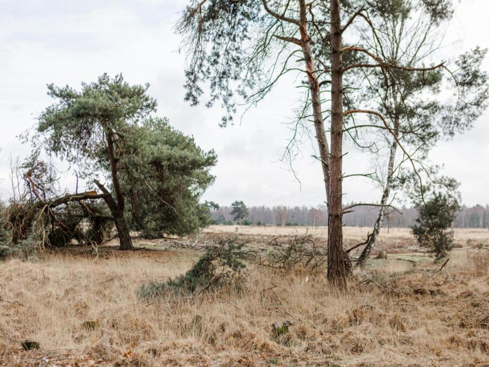 De omgeving van Vakantiepark De Heihorsten 5 in Someren