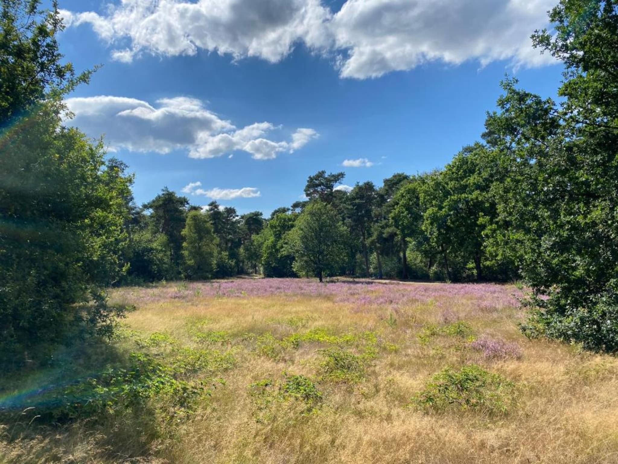 De omgeving van Vakantiepark De Heihorsten 9 in Someren