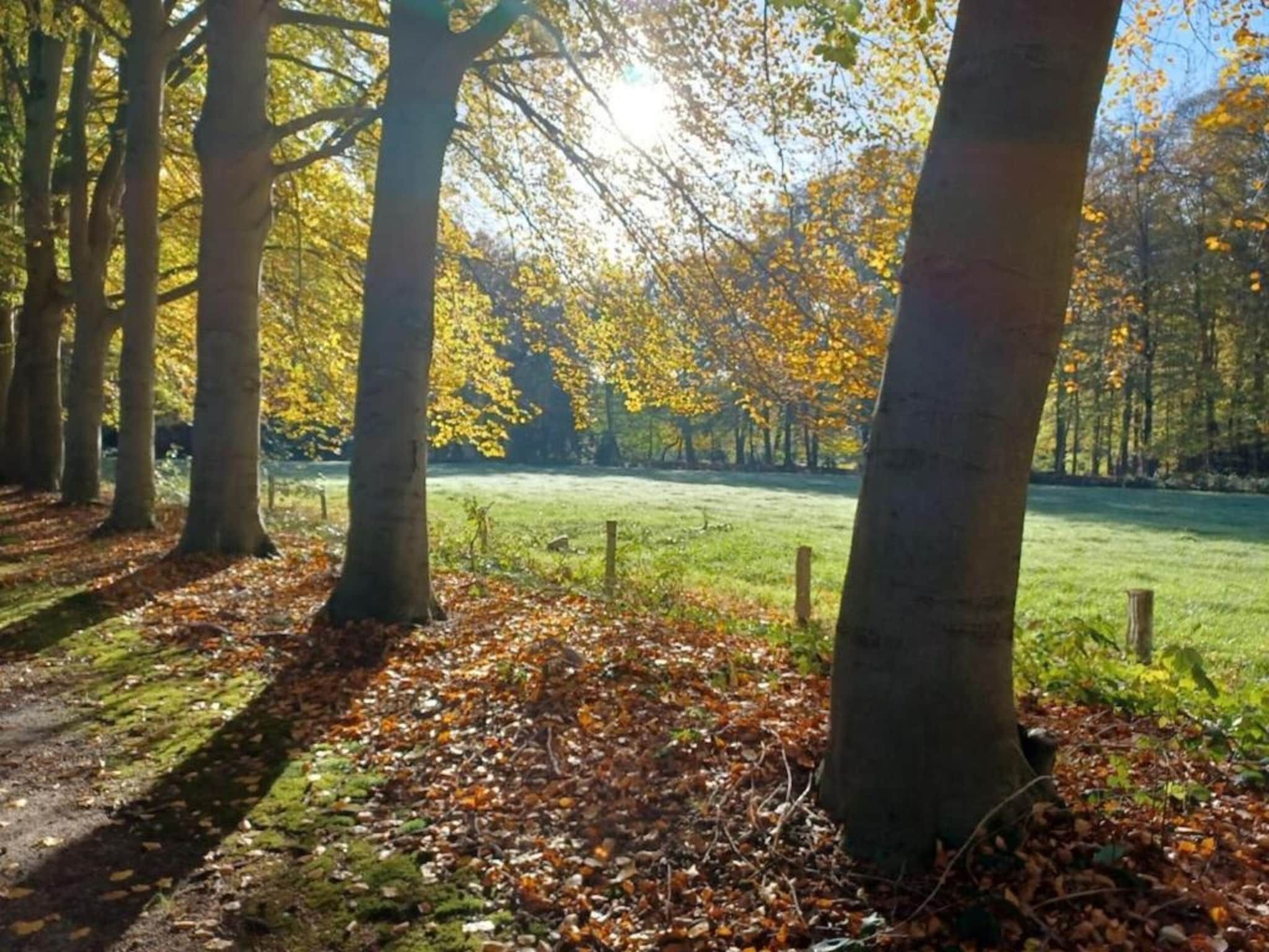 Hulshorsterhout in Hulshorst - Foto 35 van 40