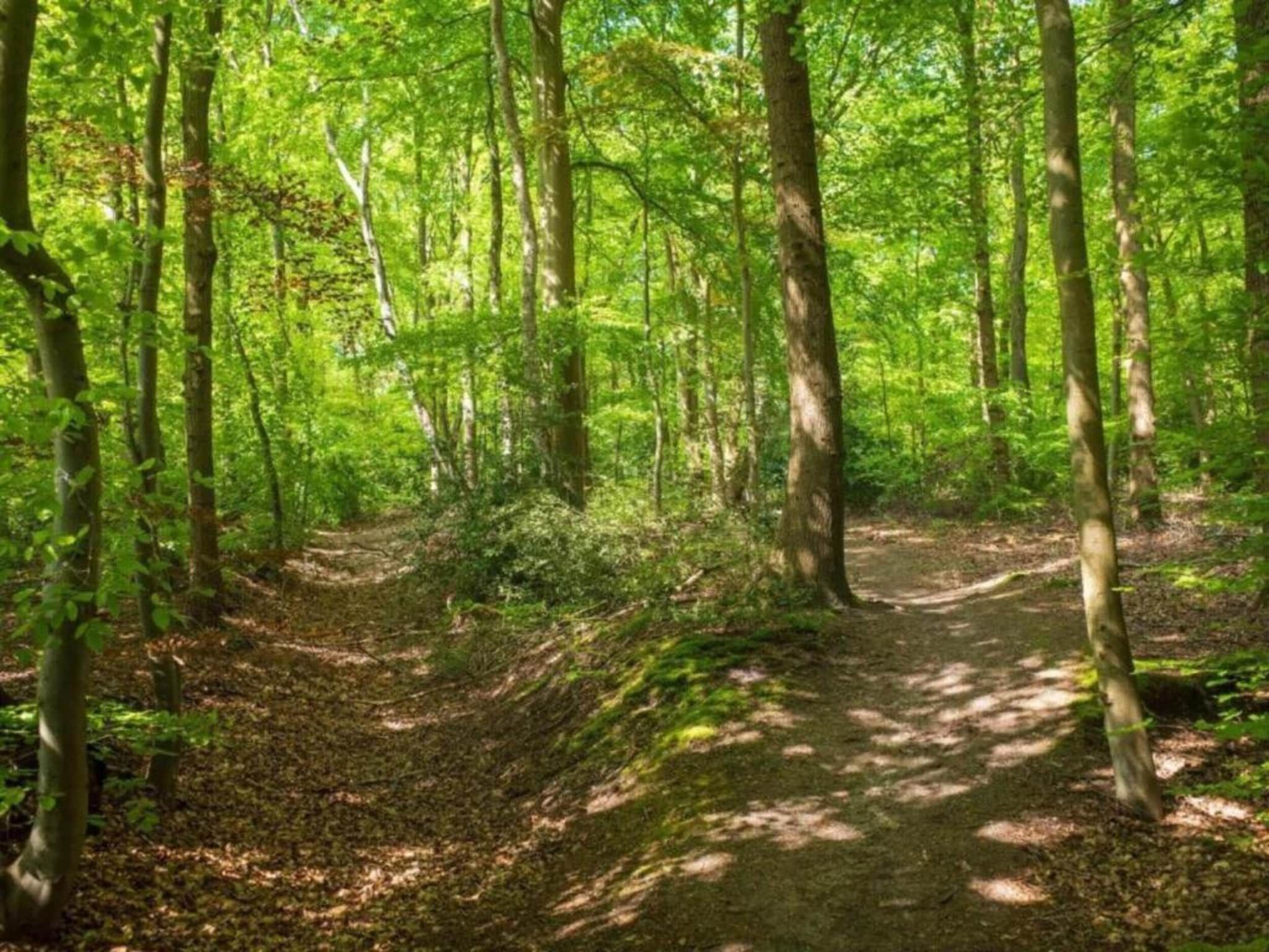 Hulshorsterhout in Hulshorst - Foto 38 van 40