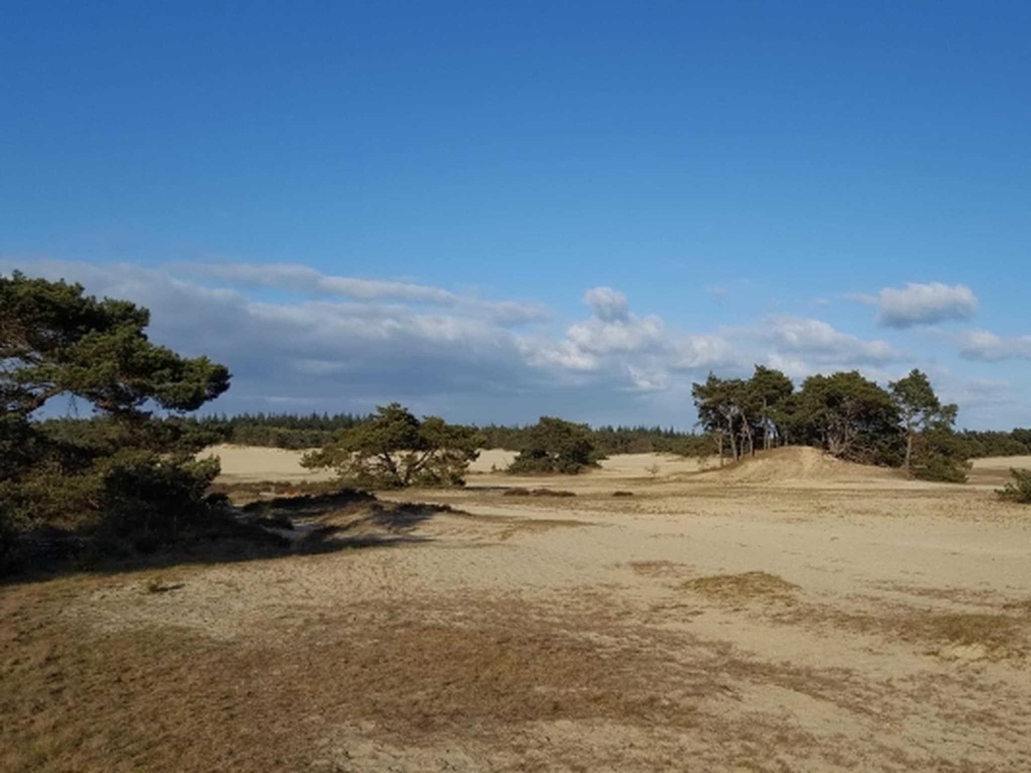 De omgeving van Hulshorsterhout in Hulshorst