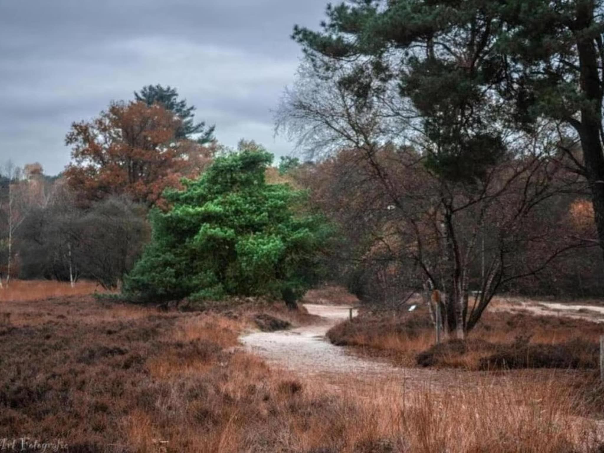 De omgeving van Hulshorsterhout in Hulshorst