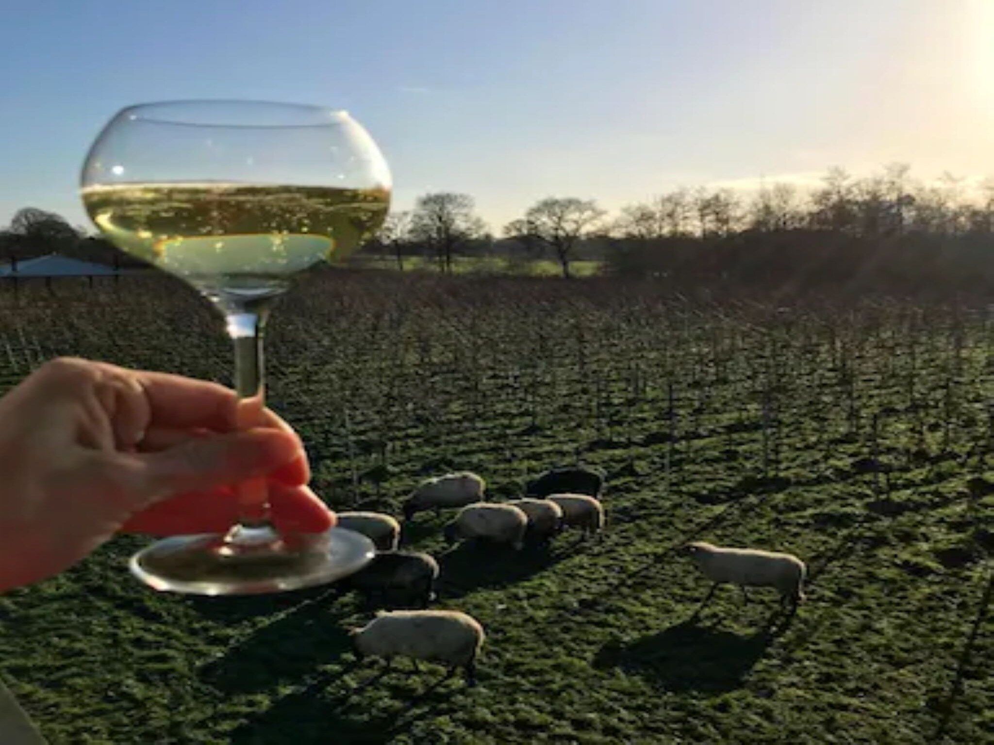 Glamour tent 'Kreas'" in Twijzel - Foto 32 van 41