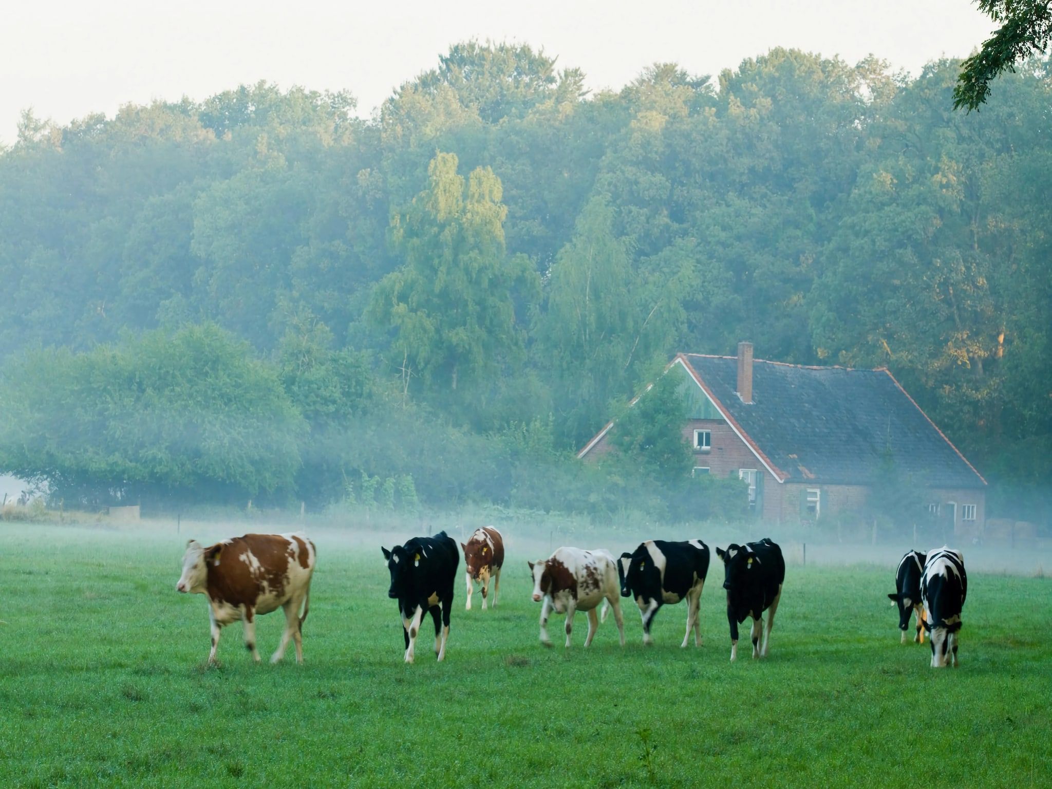 De omgeving van Wellnes suite in Zelhem