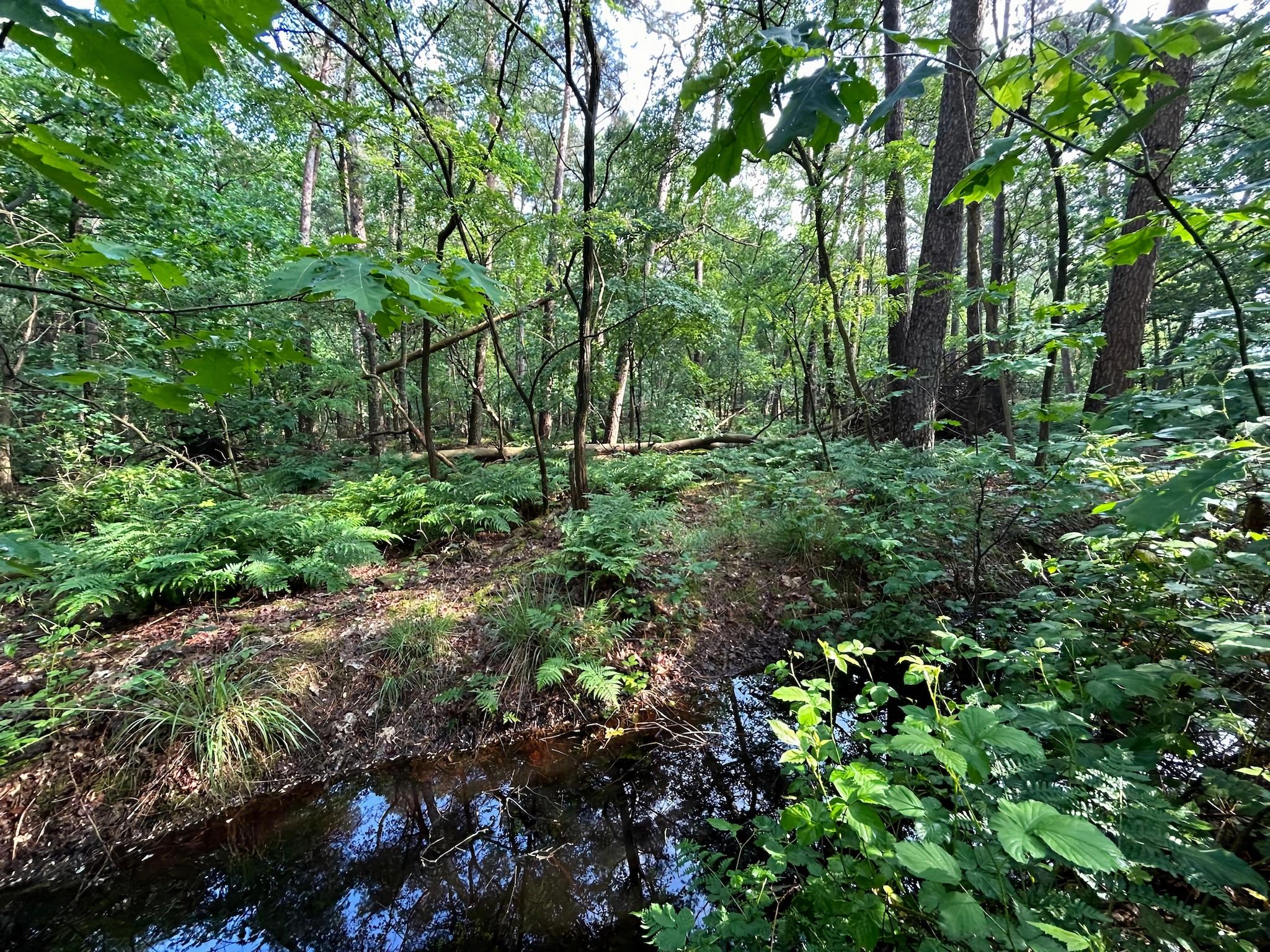 De omgeving van Wellnes suite in Zelhem
