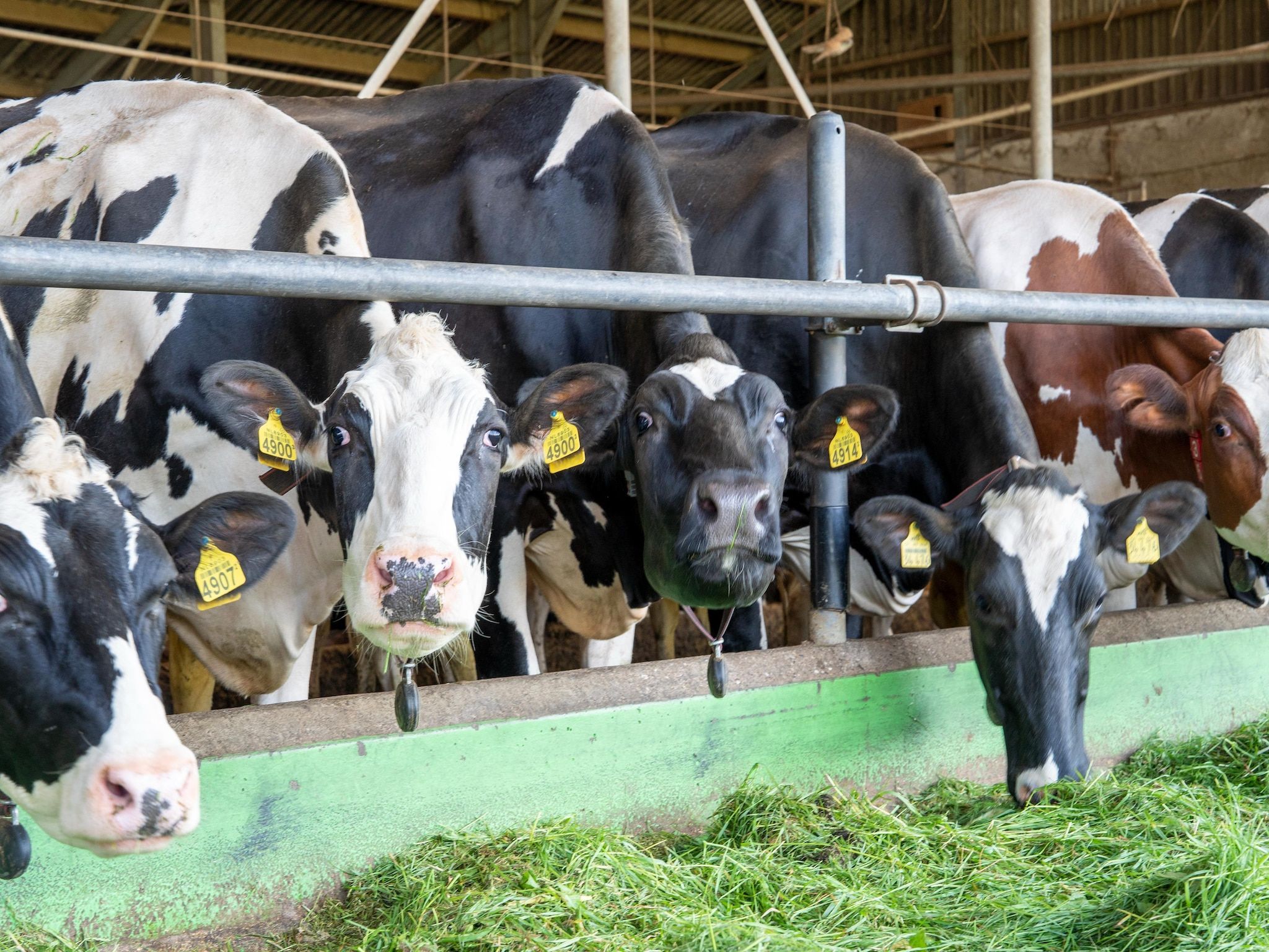 Sfeerbeeld van Vakantiewoning de Zwaluw in Eibergen