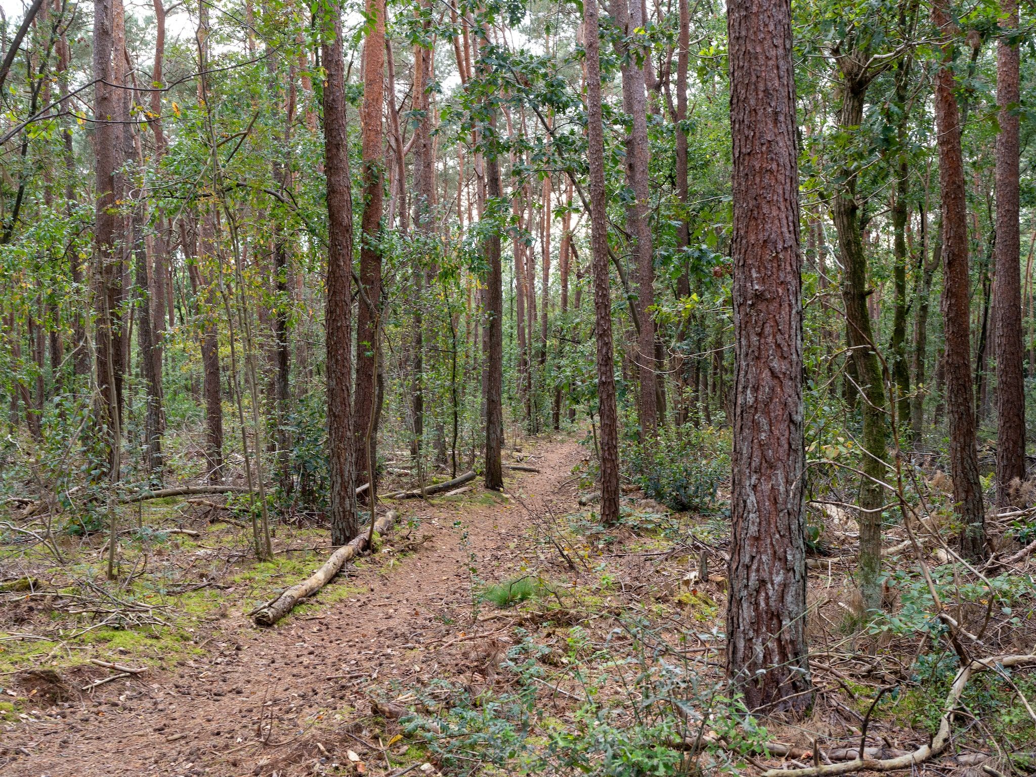 De omgeving van Boshuisje Joy in Gelderland