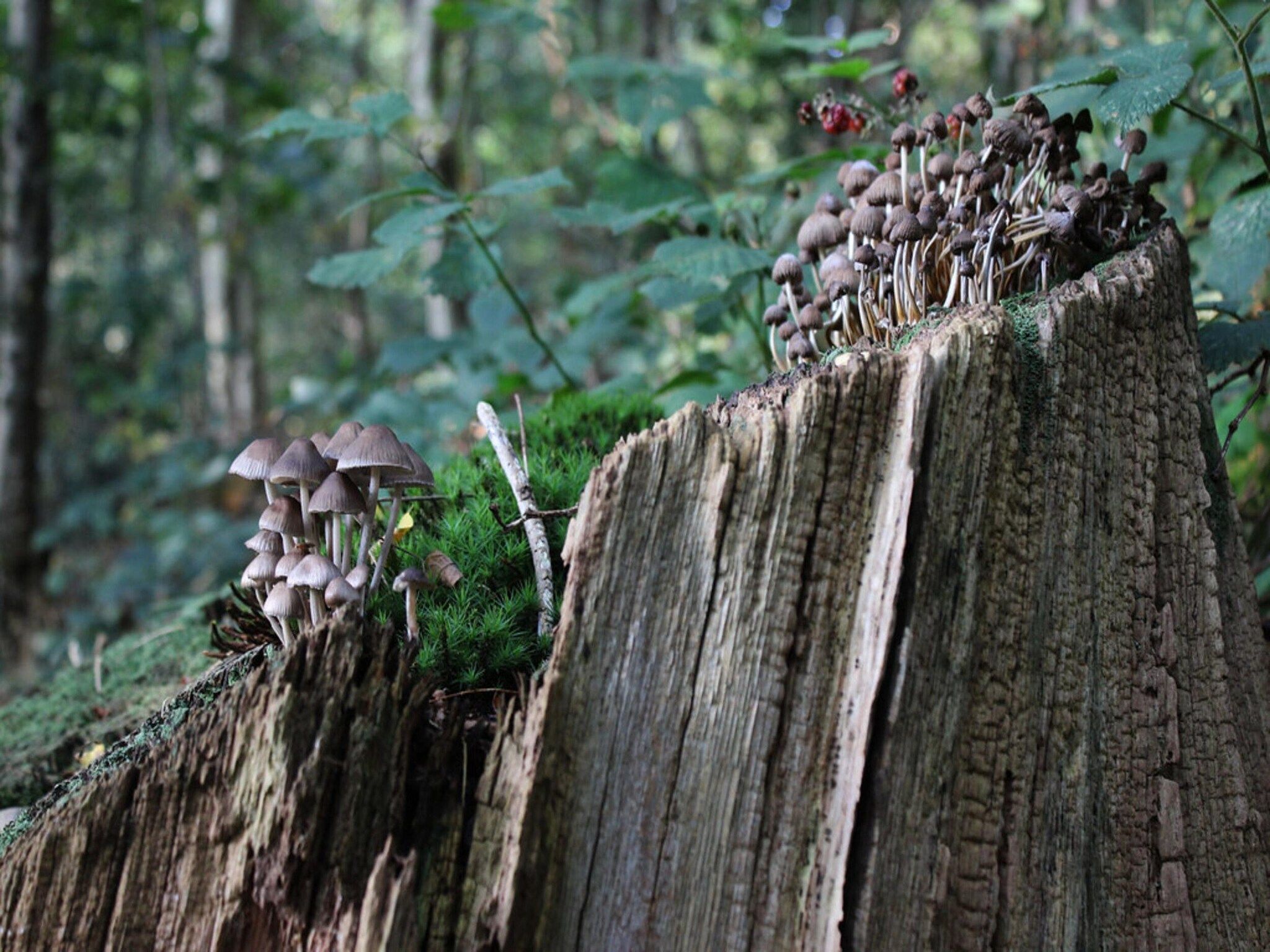 Dwergarend 17-19 in Voorthuizen - Foto 39 van 39