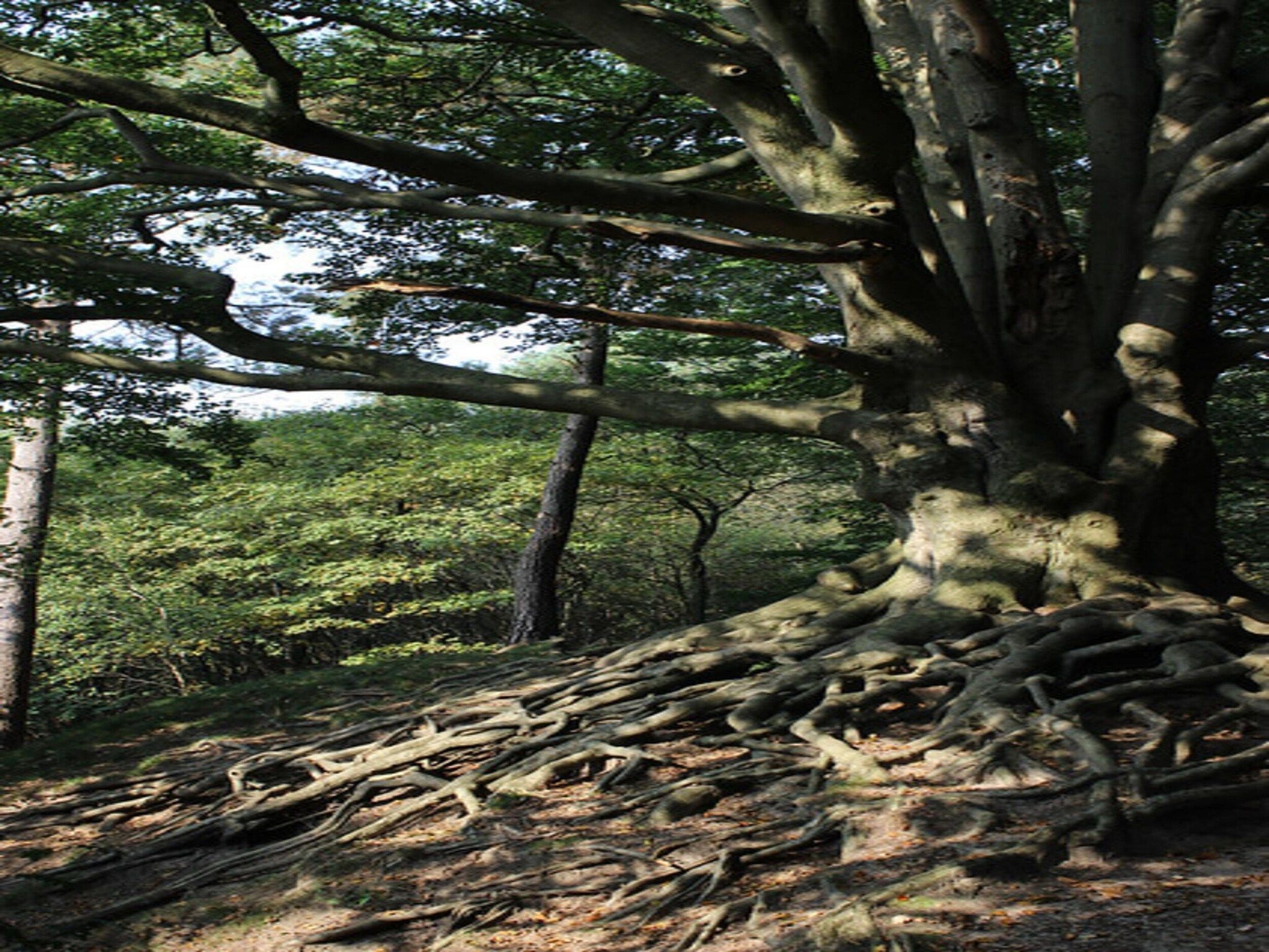 Dwergarend 17-19 in Voorthuizen - Foto 30 van 39