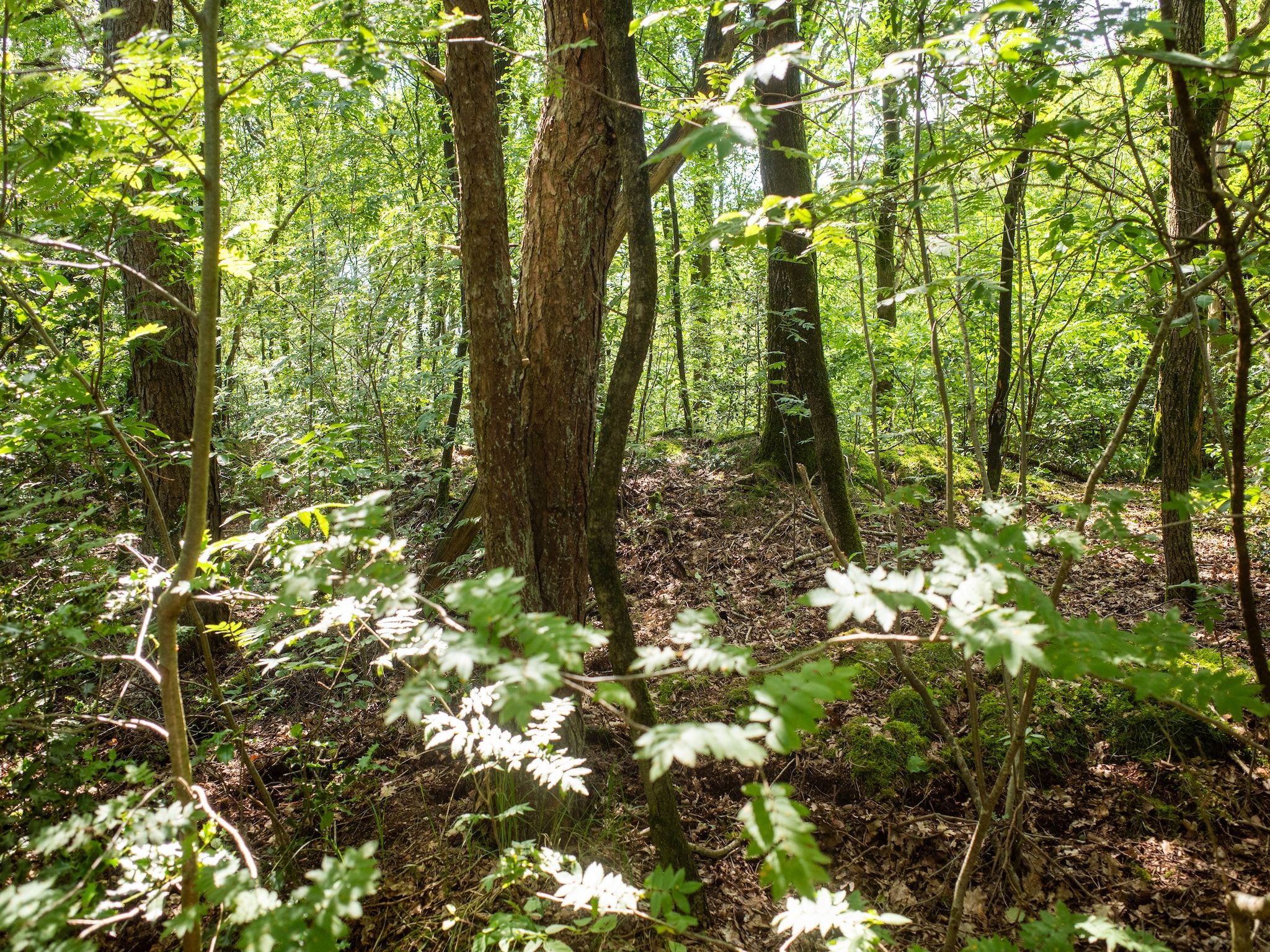 De tuin van Luxe vakantiehuis Veluwe met Wellness in Veluwe