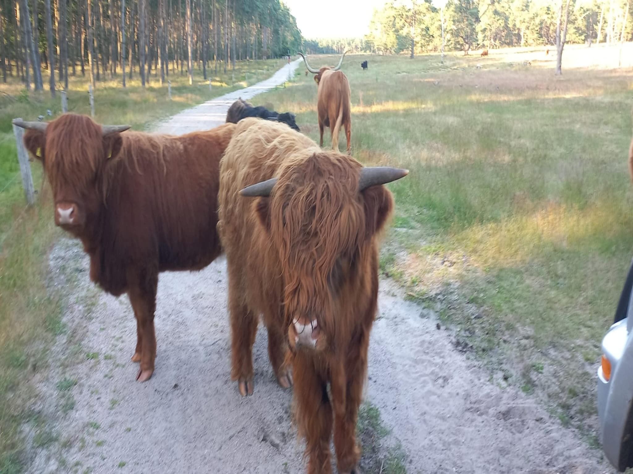 De omgeving van Luxe vakantiehuis Veluwe met Wellness in Veluwe