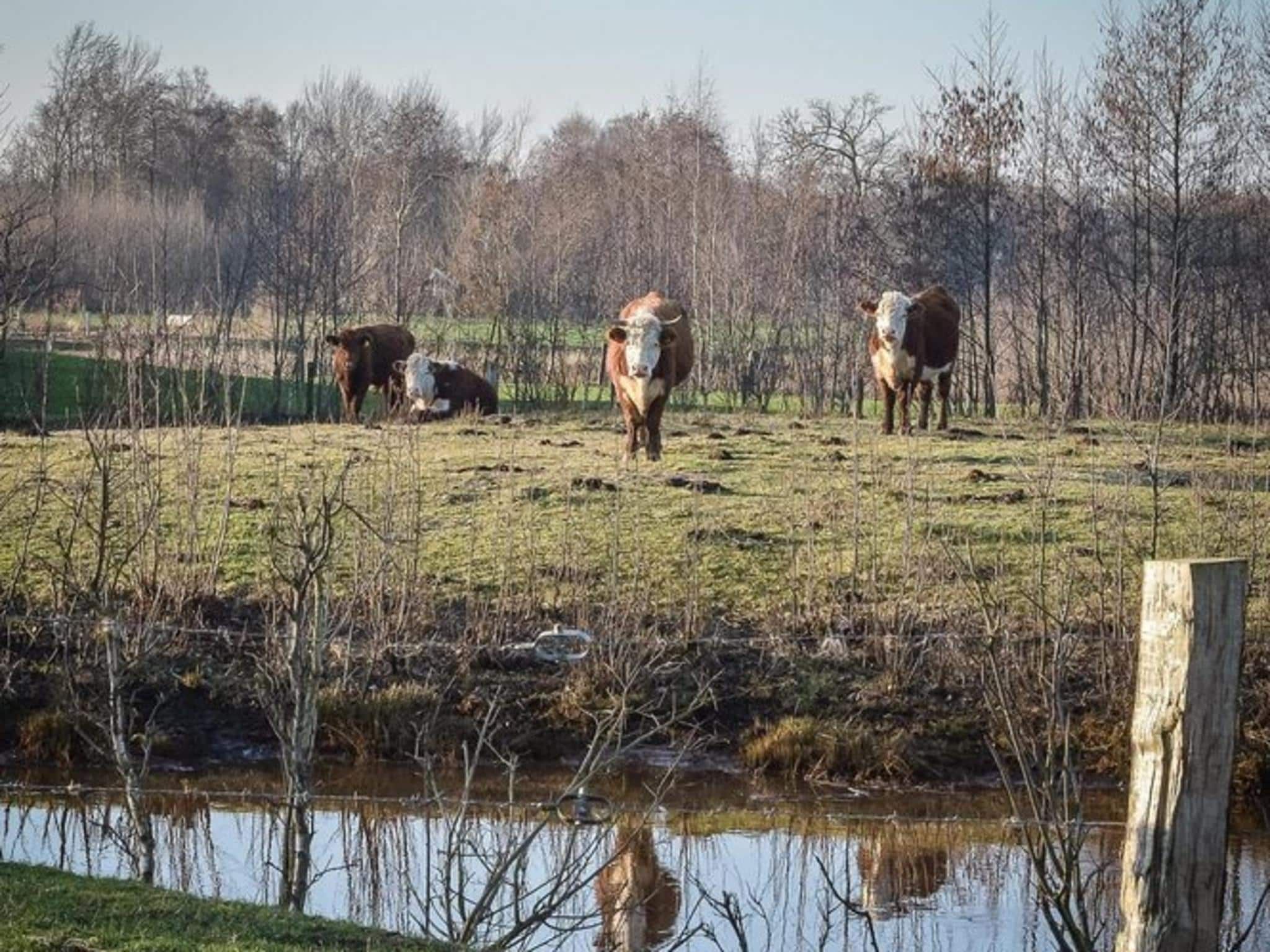 De omgeving van Vakantiepark Mölke 36 in Zuna